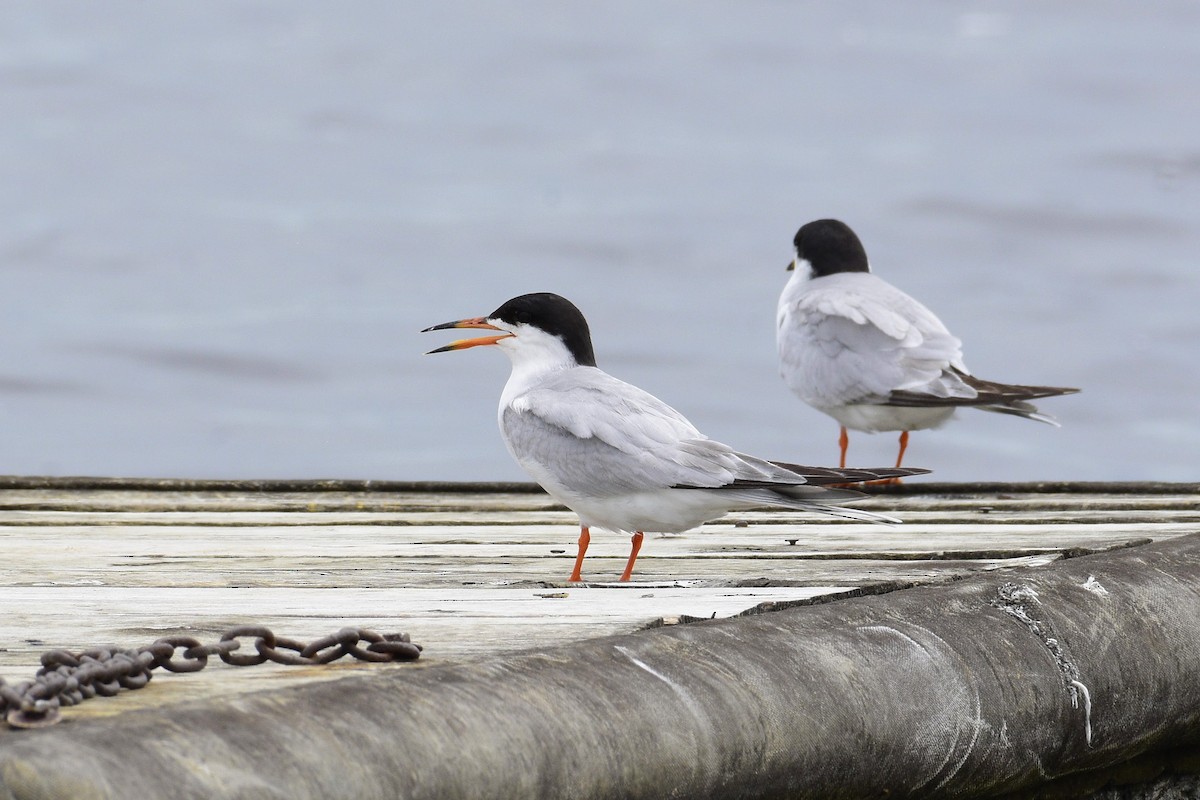 Forster's Tern - ML172366741