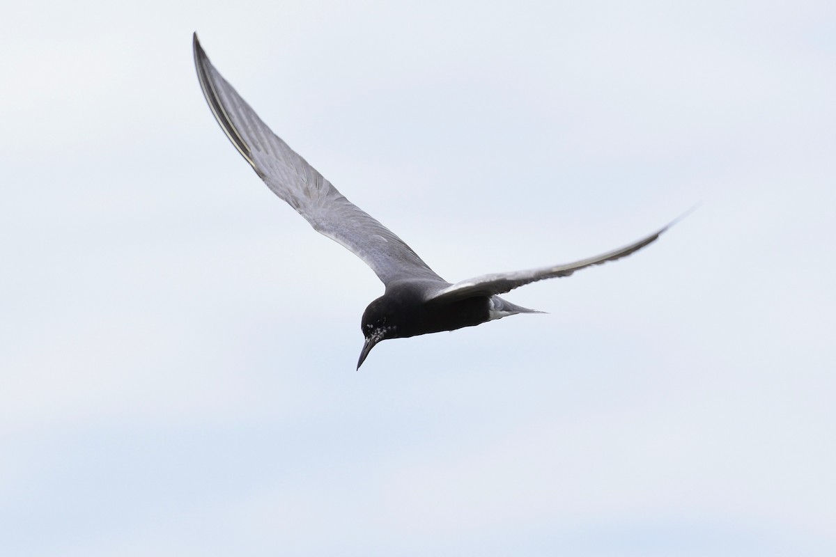 Black Tern - ML172366761