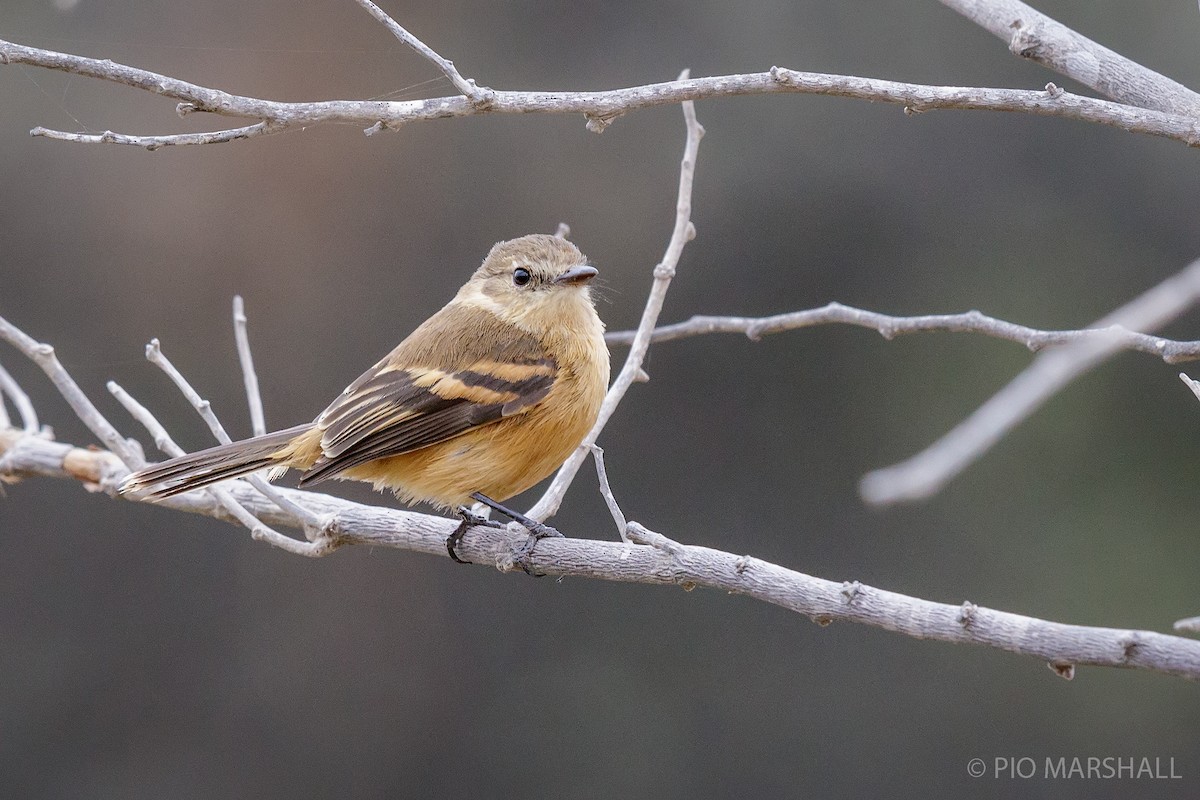 Rufescent Flycatcher - Pio Marshall