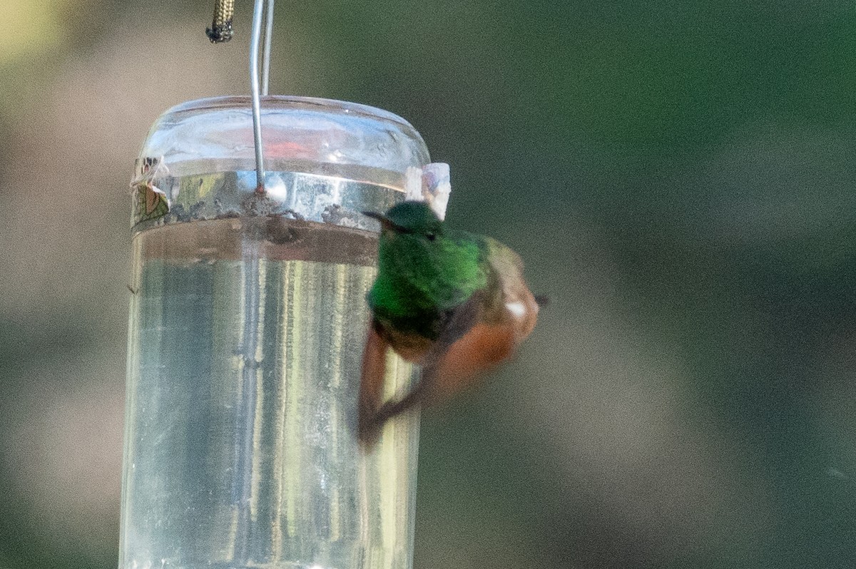 Berylline Hummingbird - ML172371071