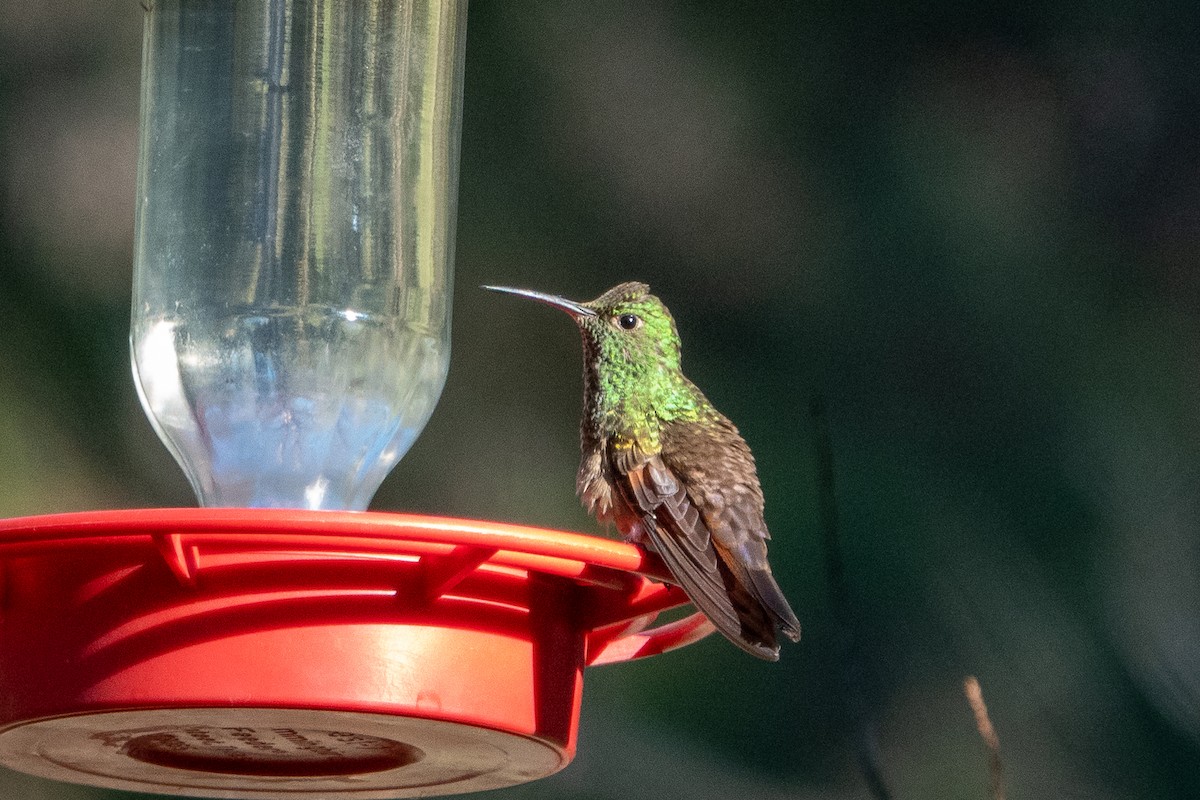 kolibřík mexický - ML172371101