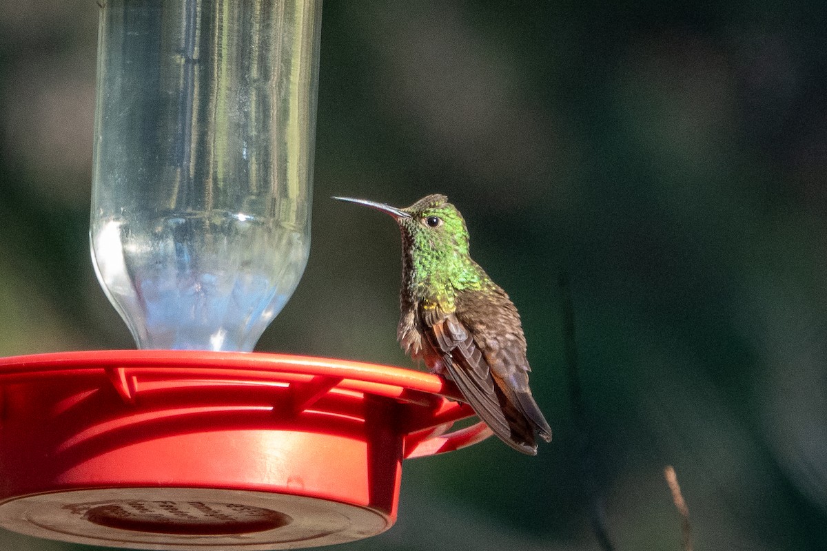 Berylline Hummingbird - Bob & Bettina Arrigoni