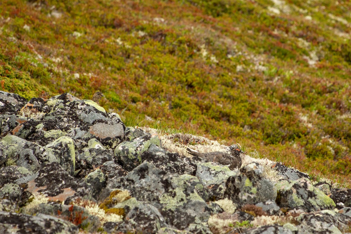 Rock Ptarmigan - ML172371851