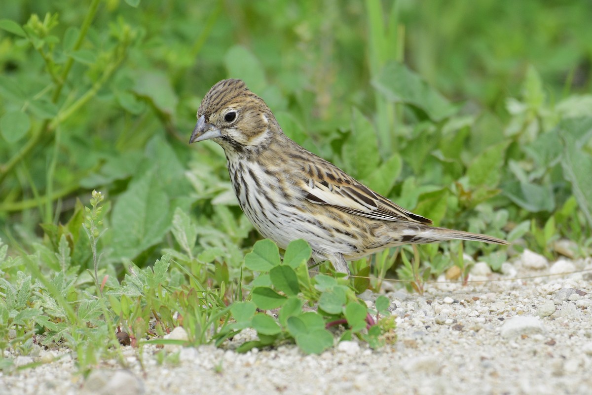 Lark Bunting - ML172371991