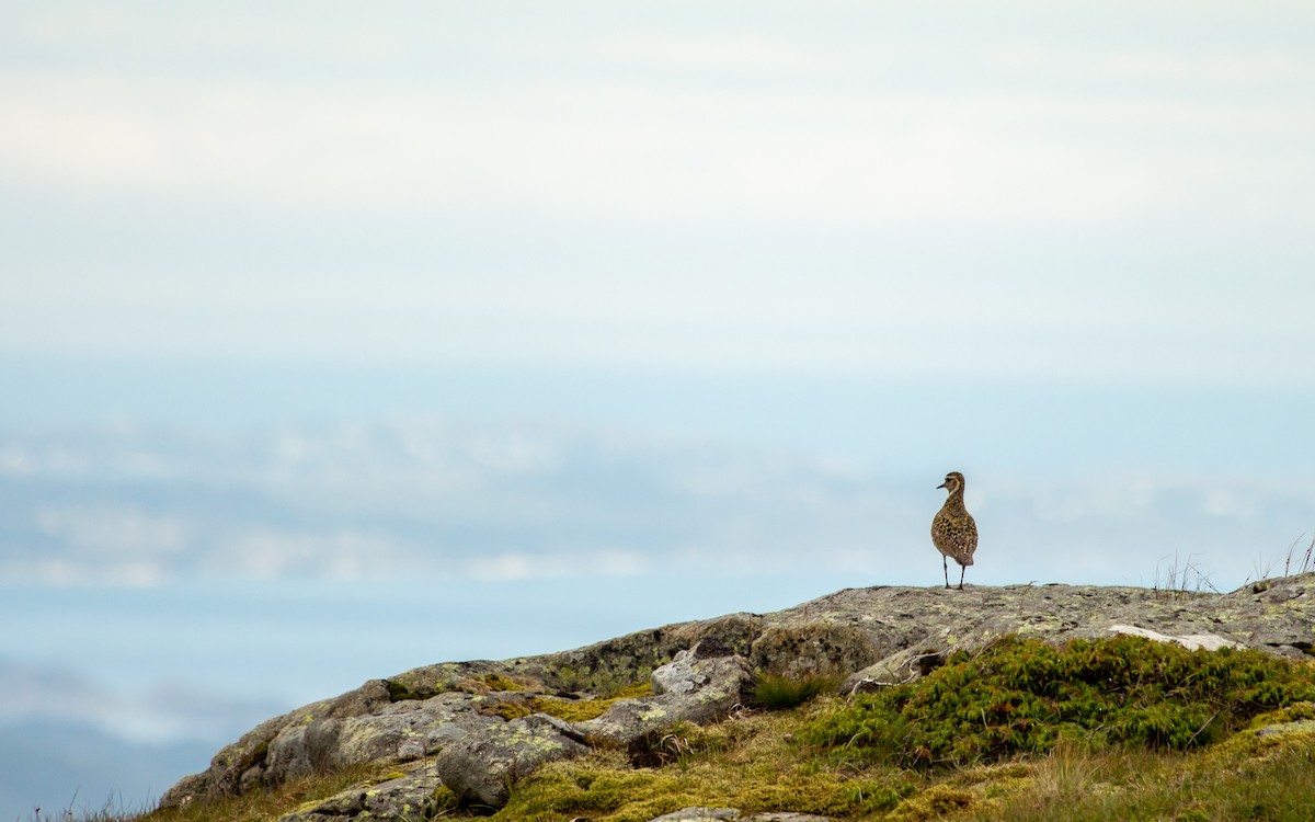 European Golden-Plover - ML172372051