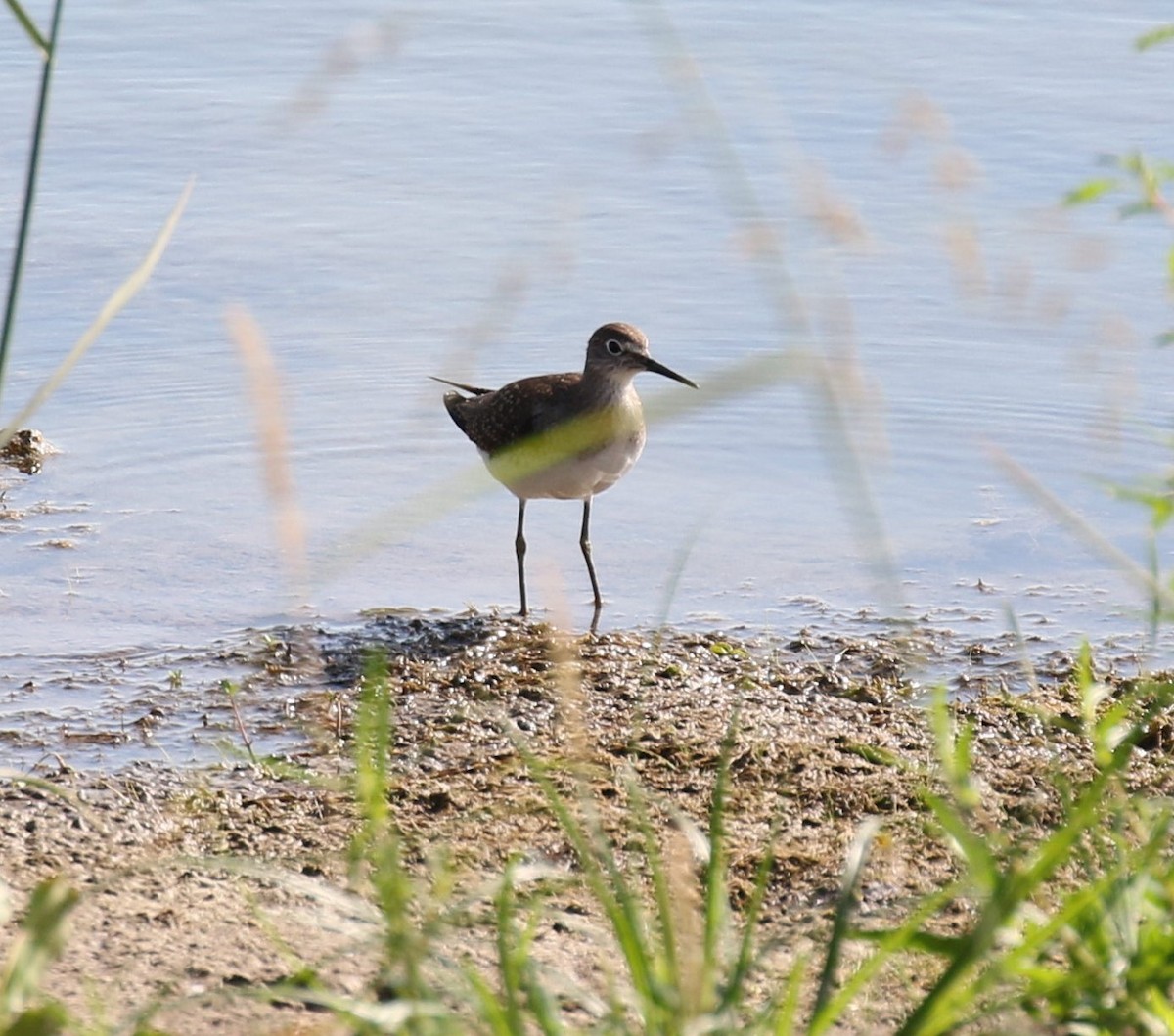 Solitary Sandpiper - ML172373131