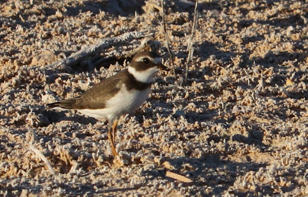 Semipalmated Plover - ML172374171