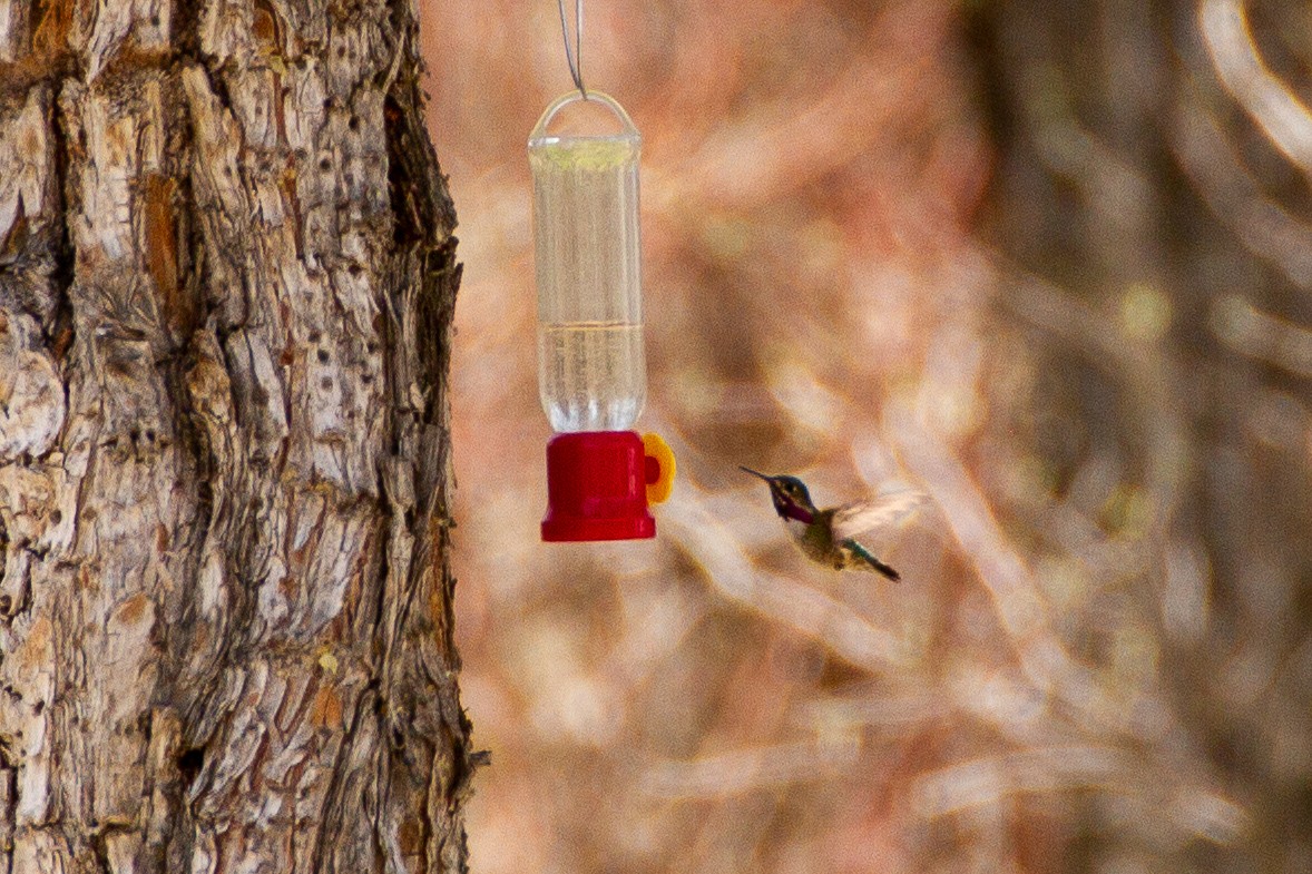 Calliope Hummingbird - ML172381251