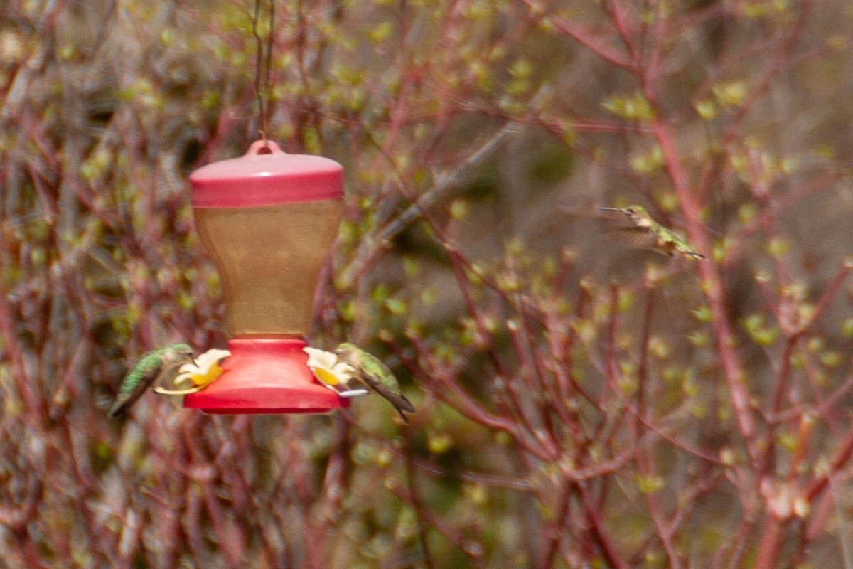 Broad-tailed Hummingbird - ML172381301