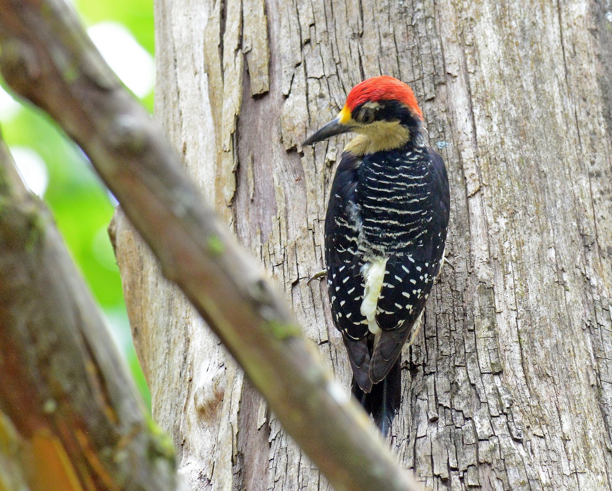 Black-cheeked Woodpecker - Charles Hundertmark