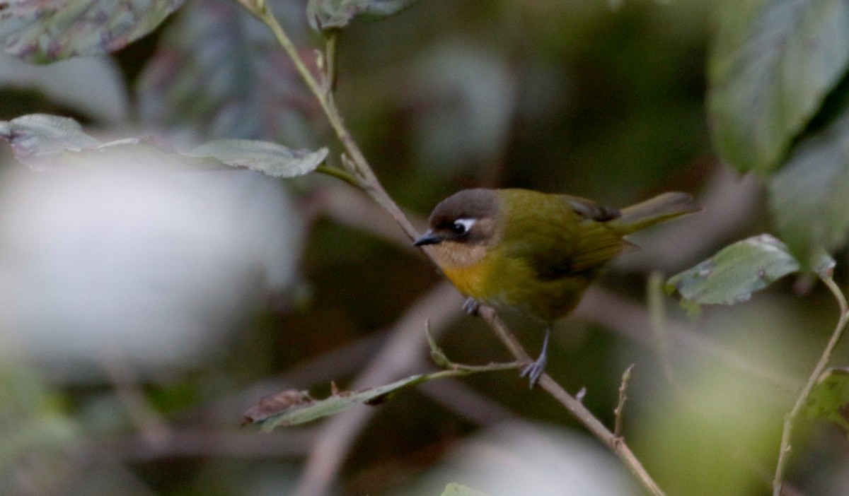 Clorospingo Común (Bolivia sur) - ML172382451