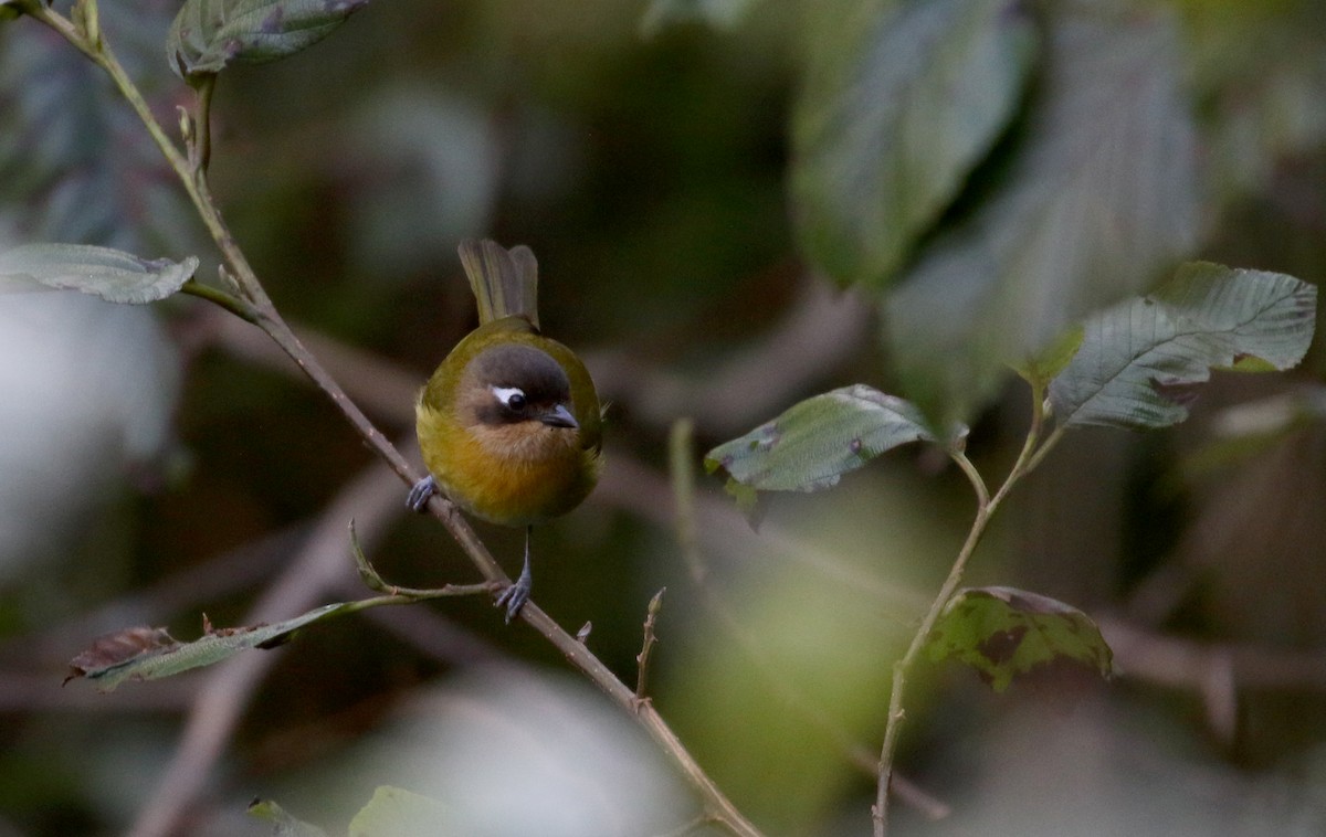 Common Chlorospingus (Southern Bolivia) - ML172382471