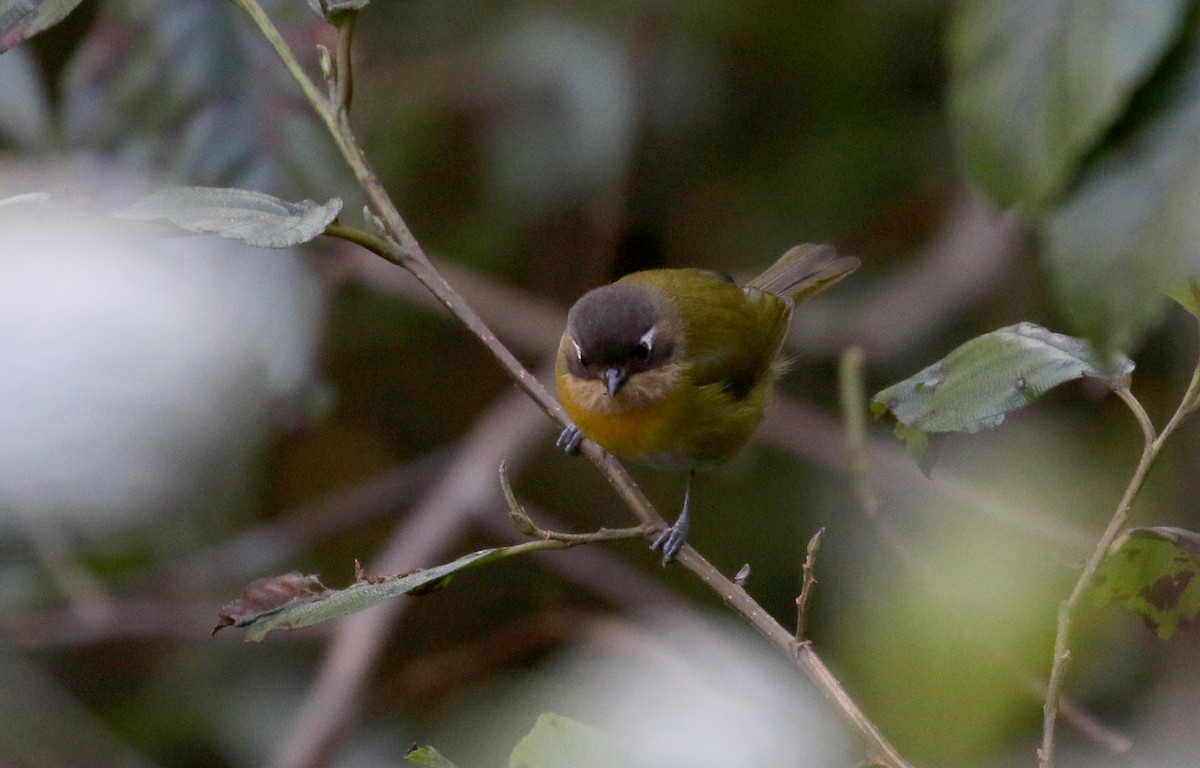 Common Chlorospingus (Southern Bolivia) - ML172382511