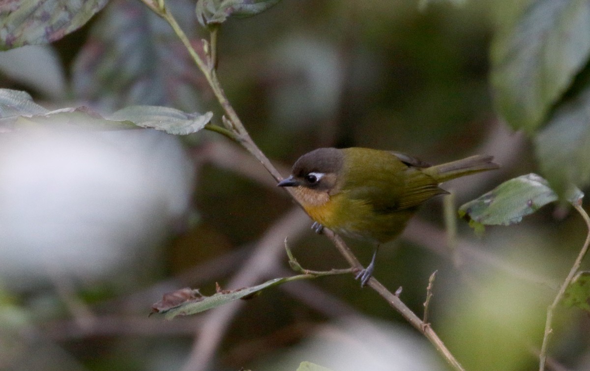 Clorospingo Común (Bolivia sur) - ML172382531