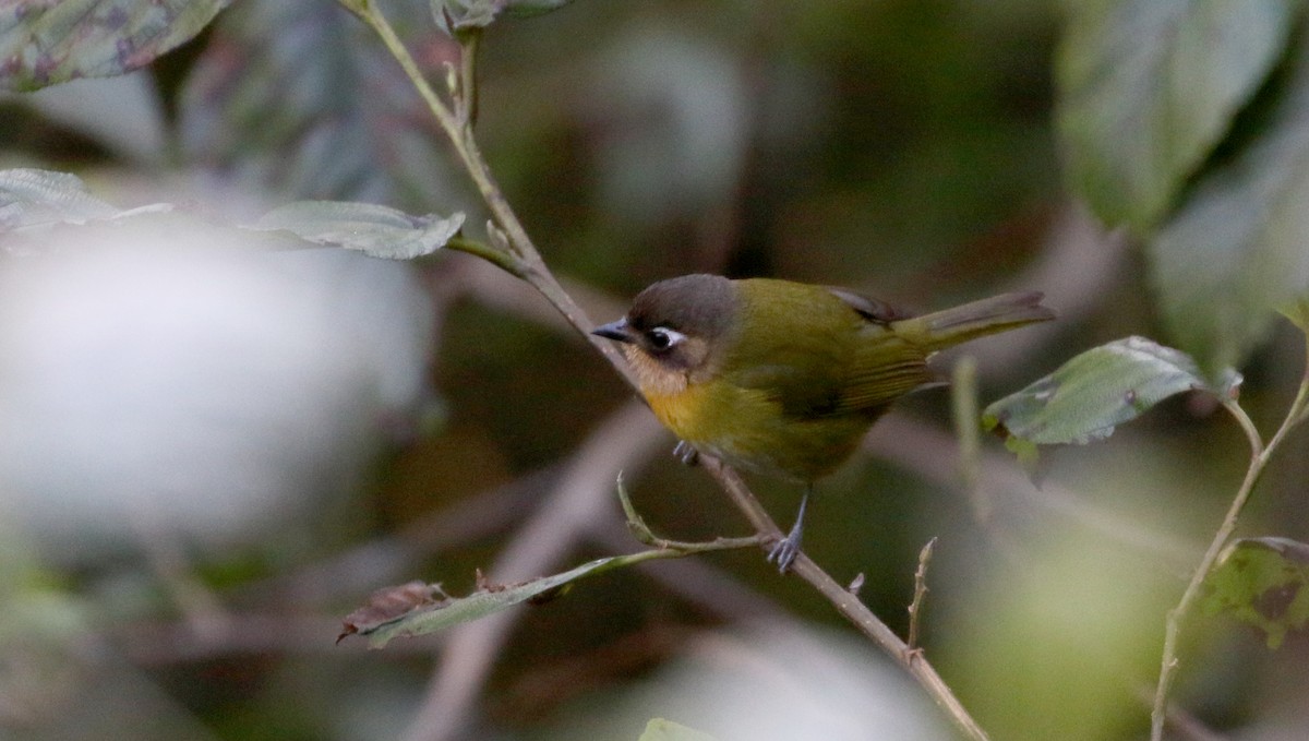 Clorospingo Común (Bolivia sur) - ML172382541