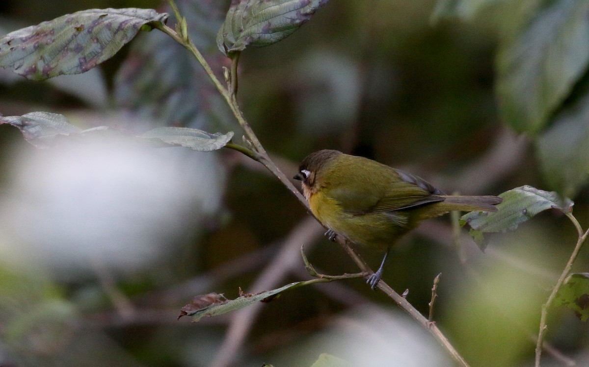 Clorospingo Común (Bolivia sur) - ML172382551