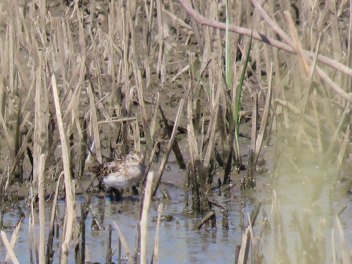 Western Sandpiper - ML172383431