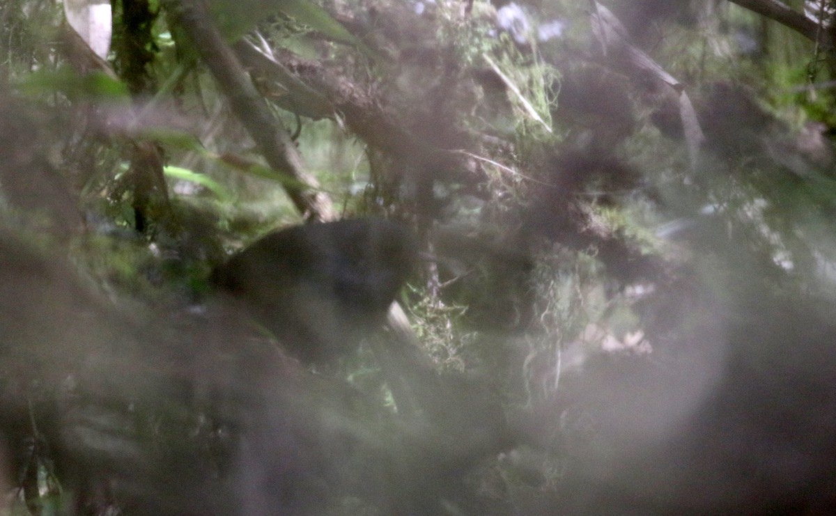 Trilling Tapaculo - Jay McGowan