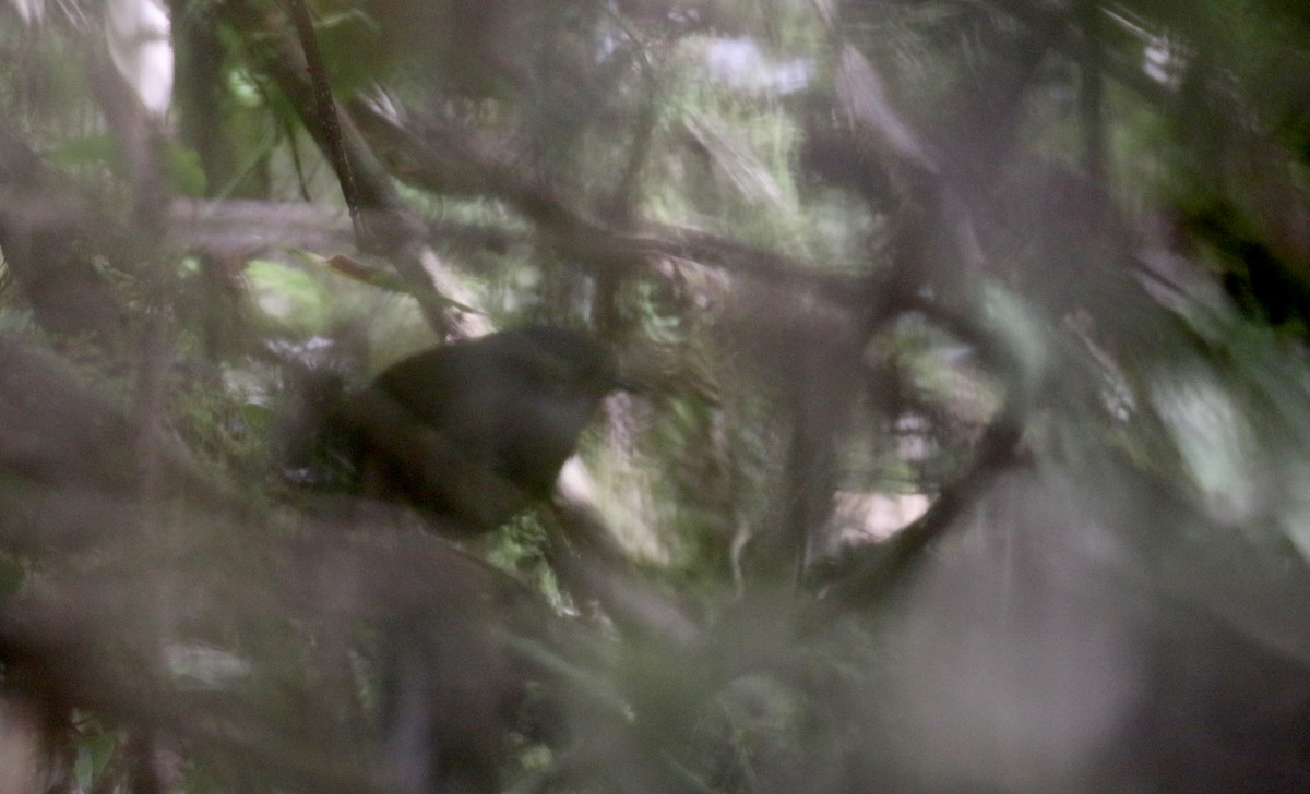 Trilling Tapaculo - ML172384121