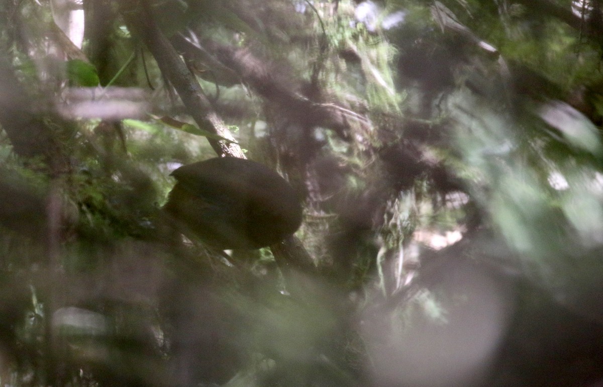 Trilling Tapaculo - ML172384131