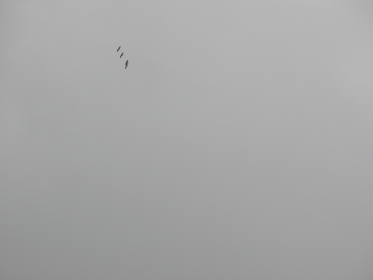 Common Crane - David Sutton