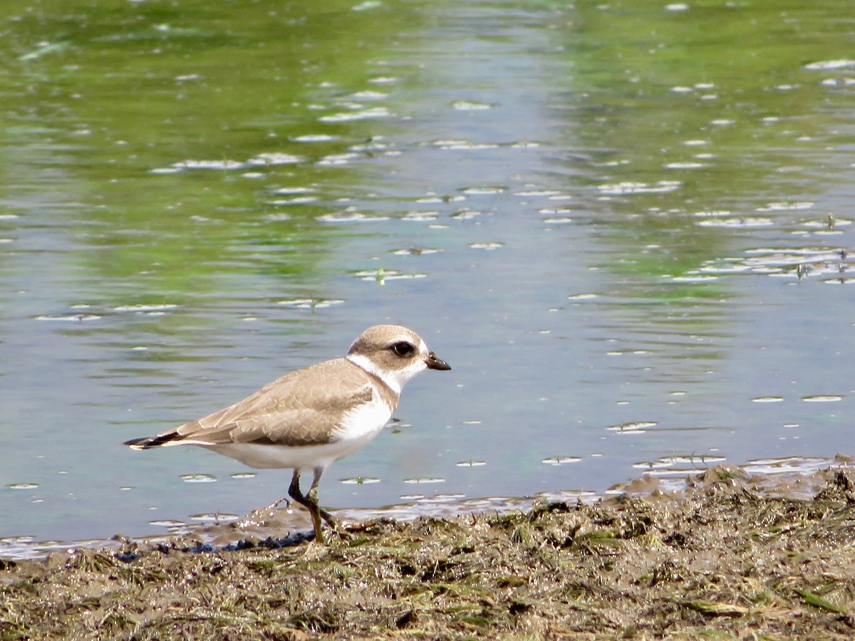Semipalmated Plover - ML172384801