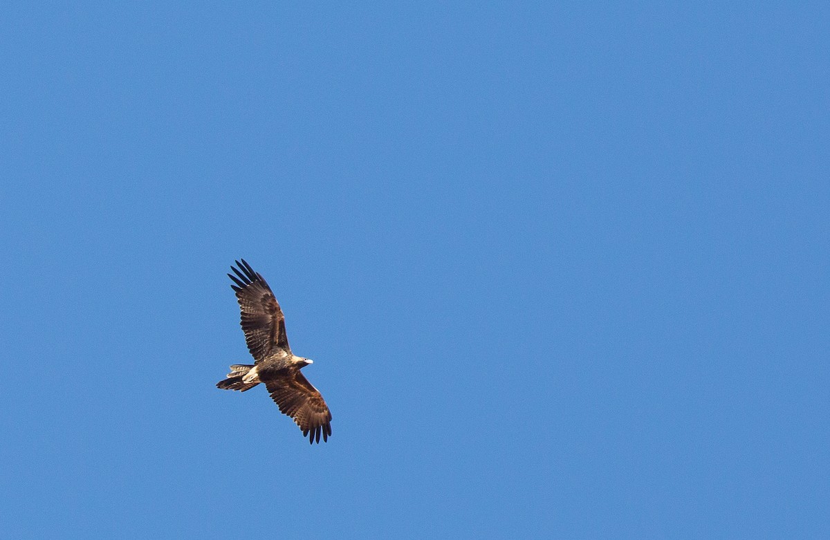Wedge-tailed Eagle - ML172387311