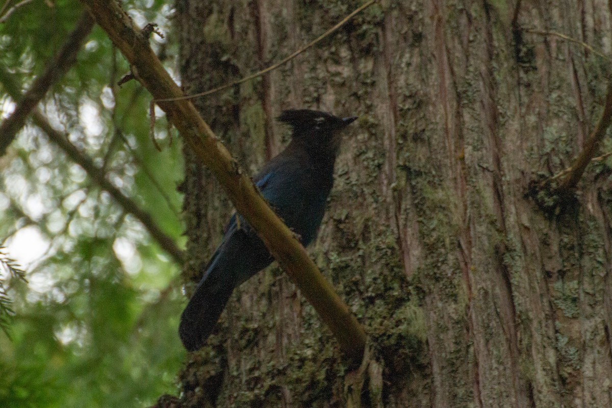 Steller's Jay - ML172388091