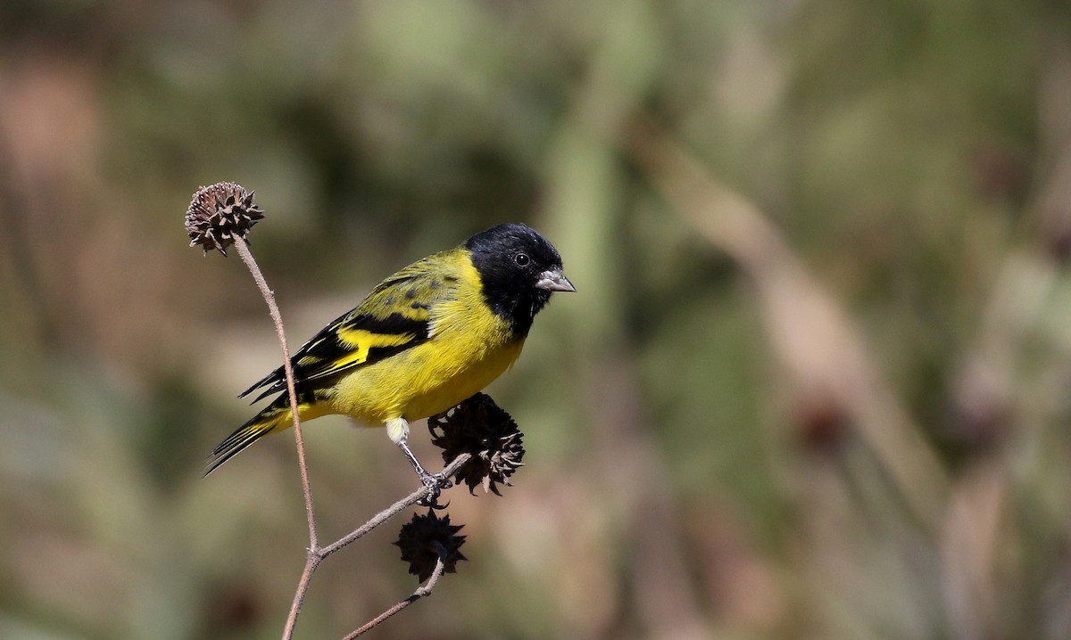 Hooded Siskin - ML172388471