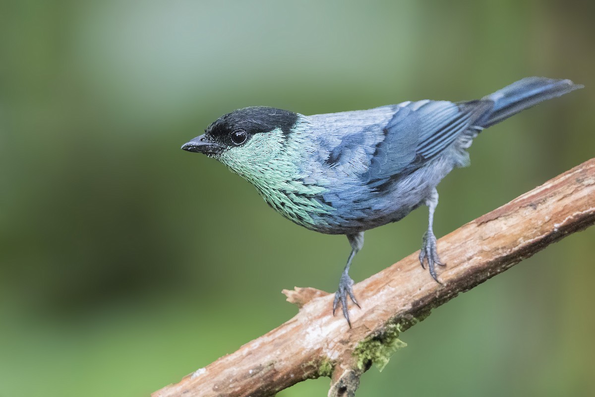 Black-capped Tanager - ML172389181