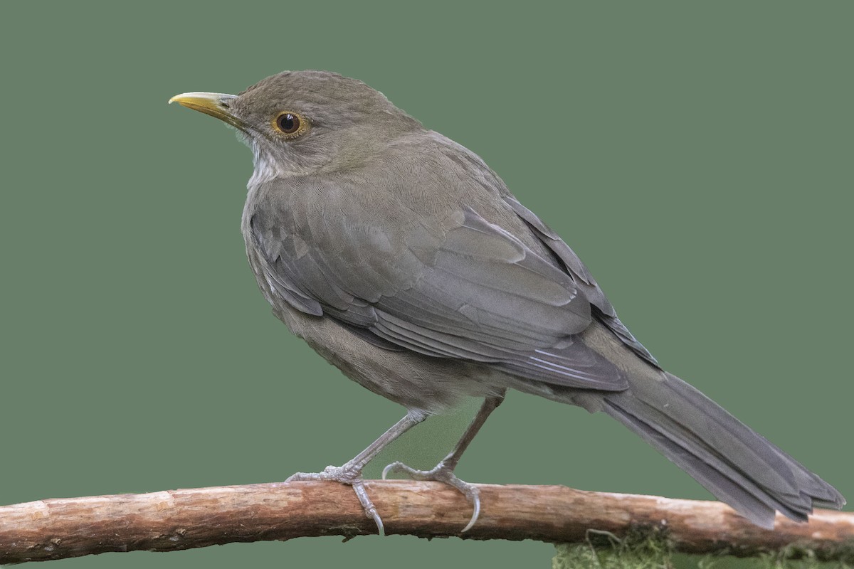 Ecuadorian Thrush - ML172389331