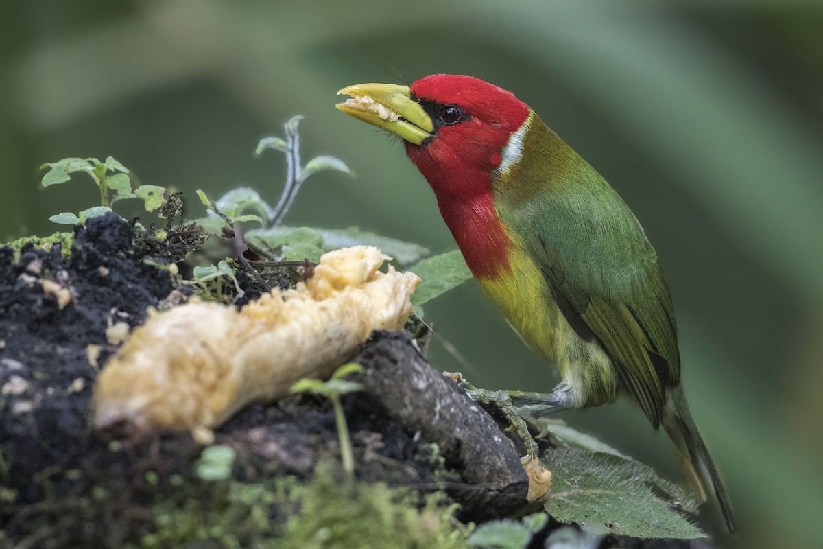 Red-headed Barbet - ML172389381