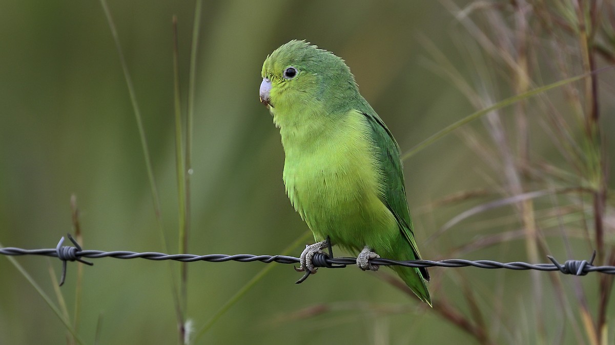 Cobalt-rumped Parrotlet - ML172389421