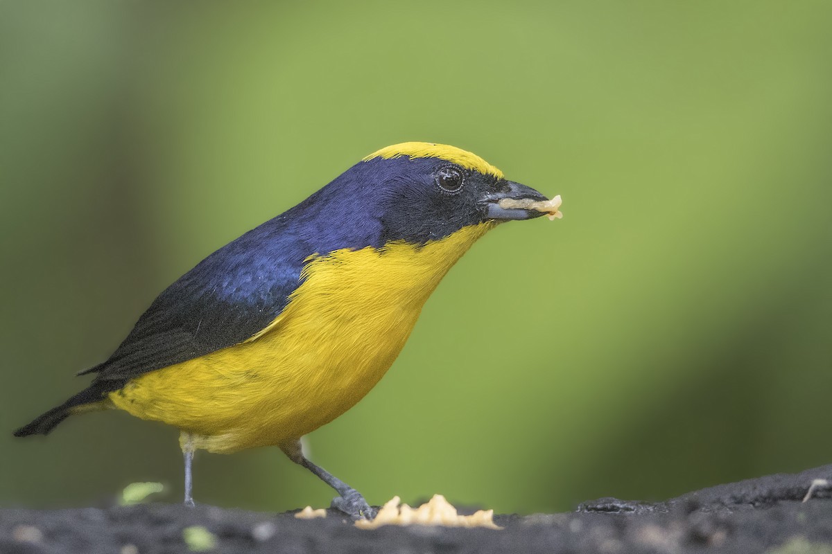 Thick-billed Euphonia - Bradley Hacker 🦜