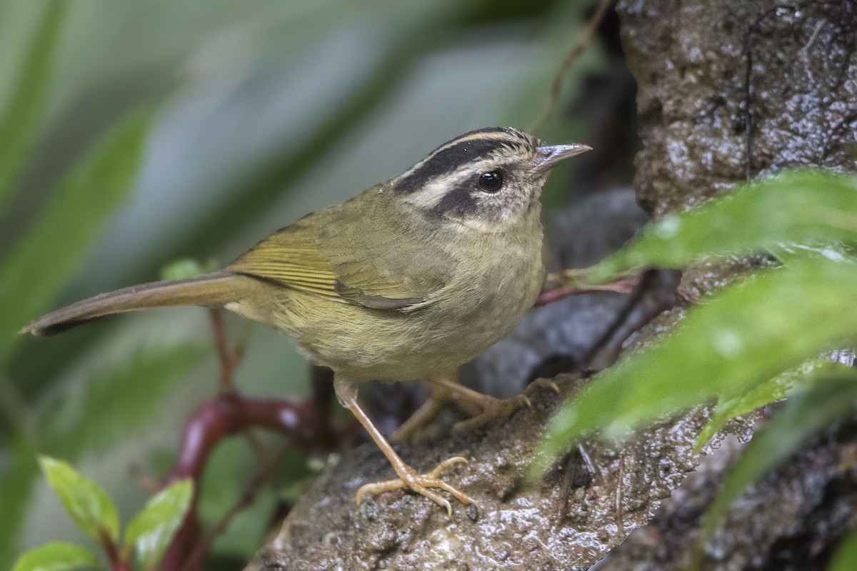 Three-striped Warbler - ML172389471