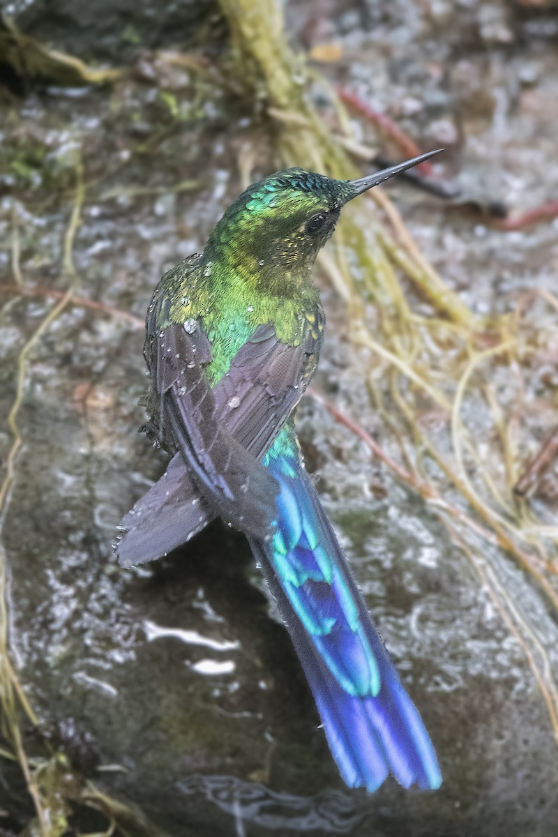Violet-tailed Sylph - ML172389521