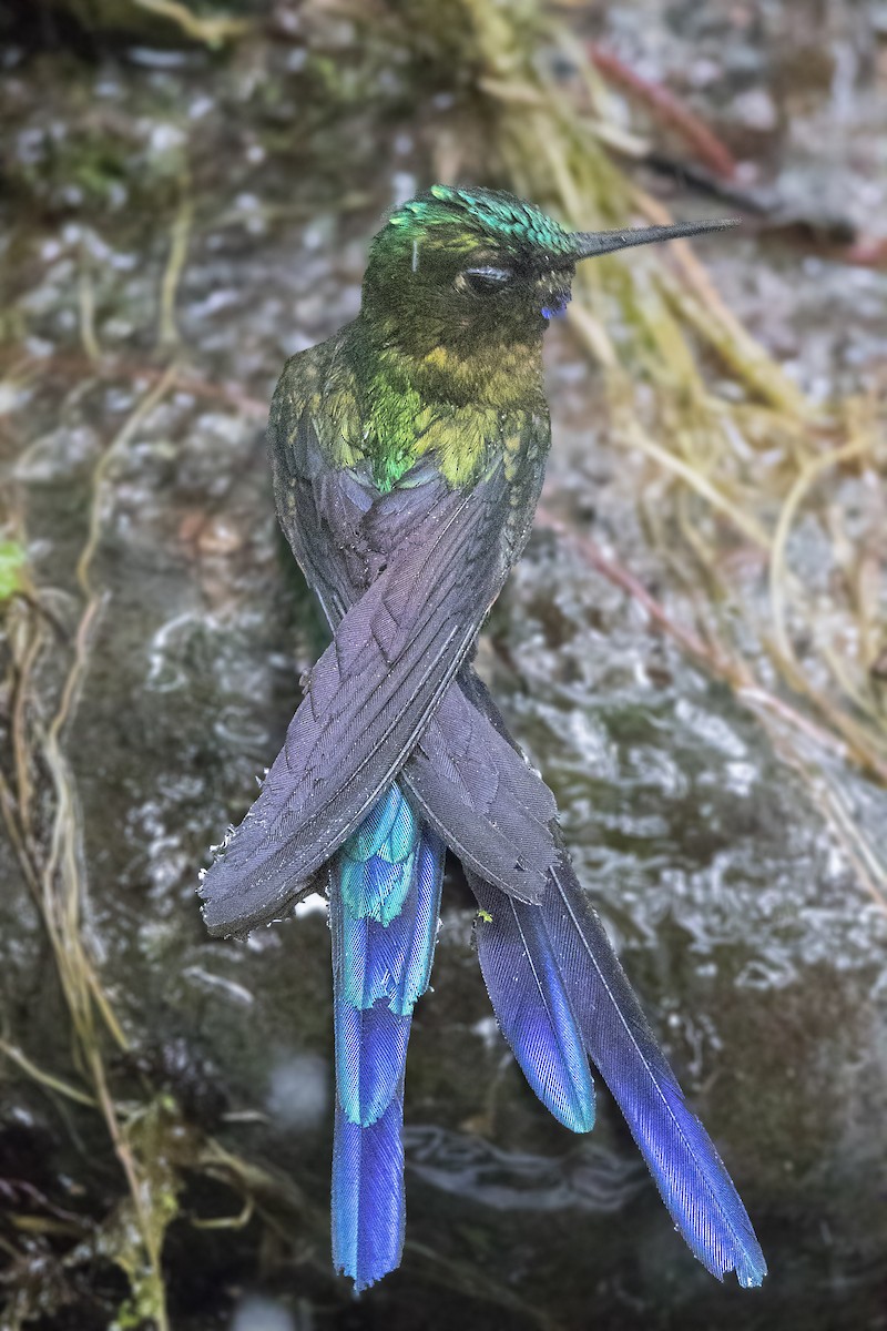 Violet-tailed Sylph - ML172389561