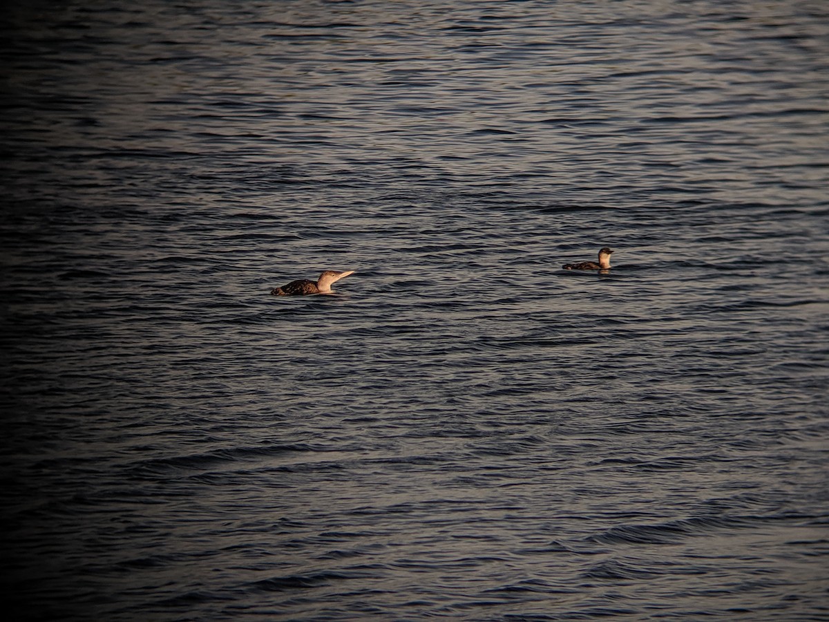 Common Loon - ML172390331