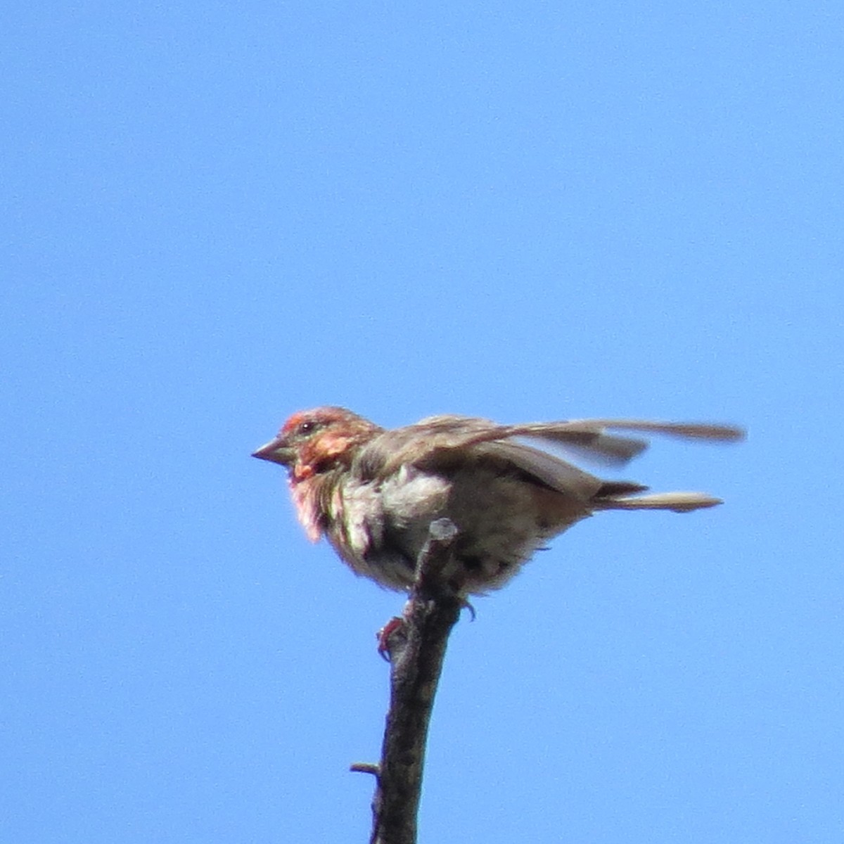 Cassin's Finch - Tom Eck