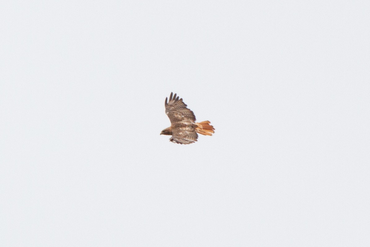 Red-tailed Hawk - ML172390921