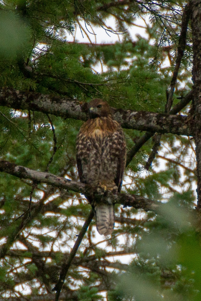 Red-tailed Hawk - ML172390951