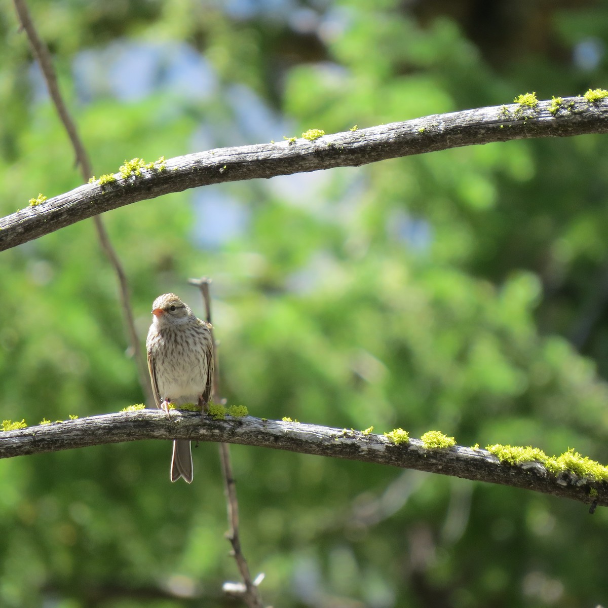 Chipping Sparrow - Tom Eck