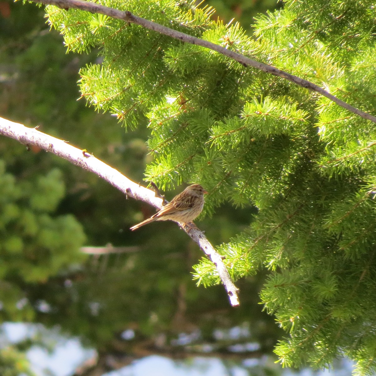 Chipping Sparrow - Tom Eck