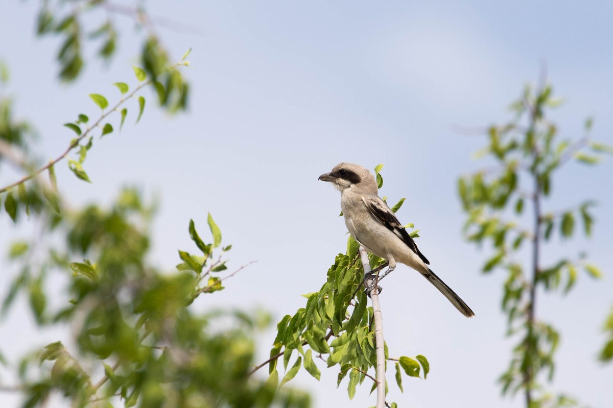 Loggerhead Shrike - Shawn Taylor