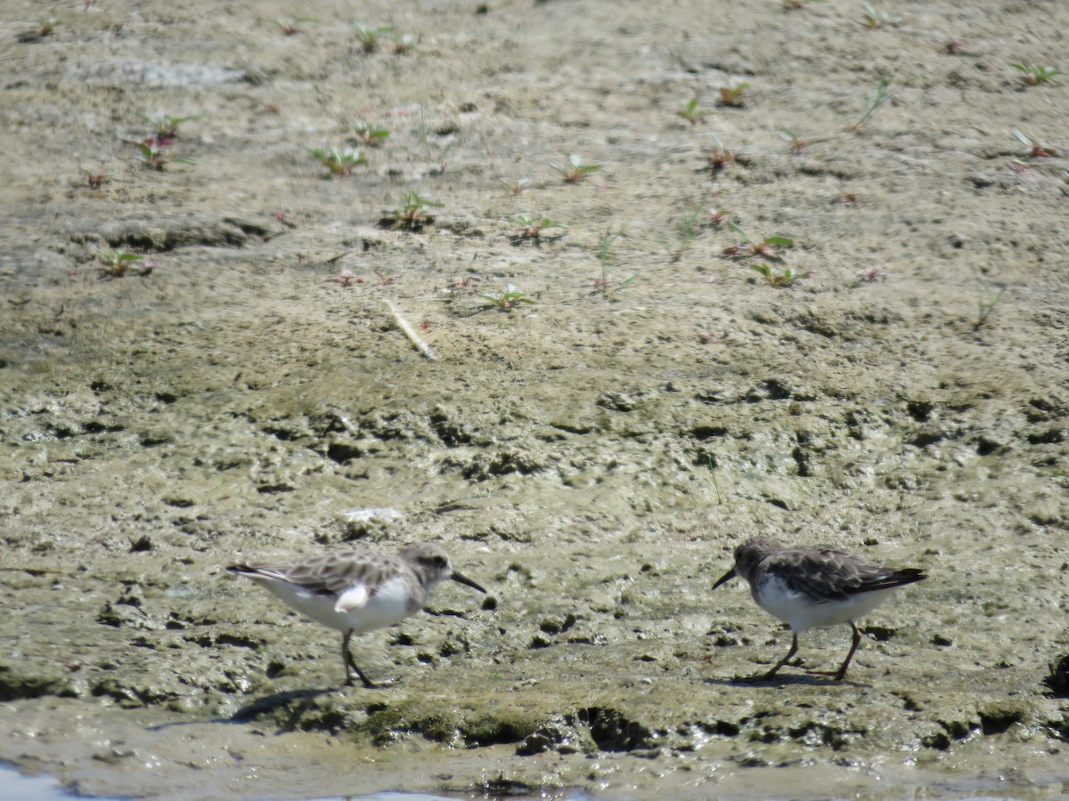 Western Sandpiper - Rebecca Laroche