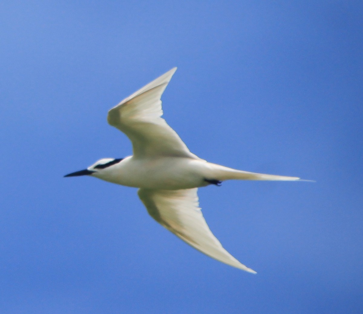 Black-naped Tern - ML172395991