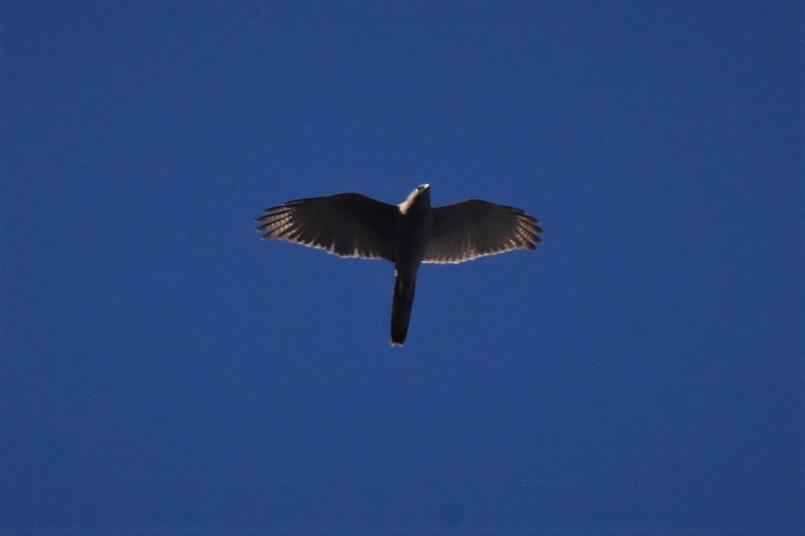 Brown Goshawk - ML172397231