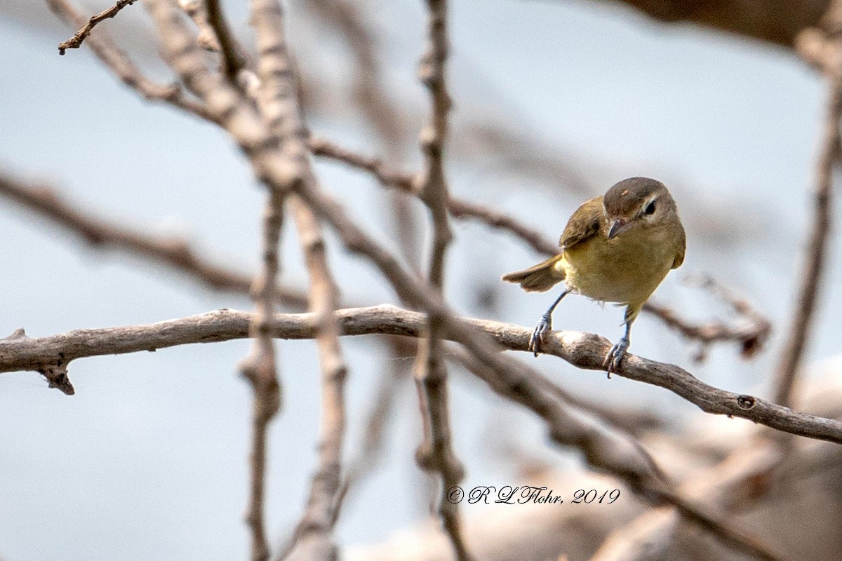 Warbling Vireo - Rita Flohr