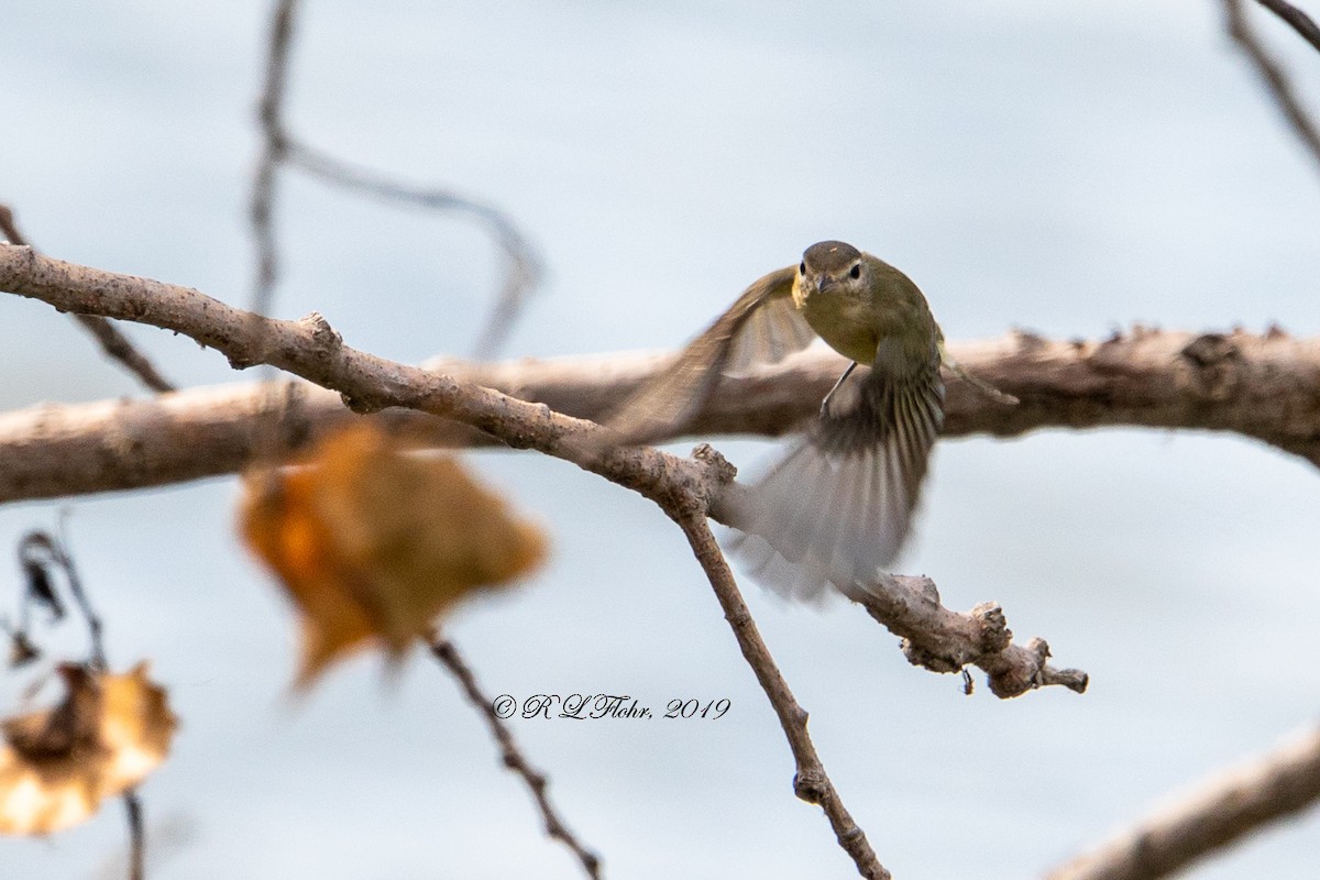 Warbling Vireo - Rita Flohr