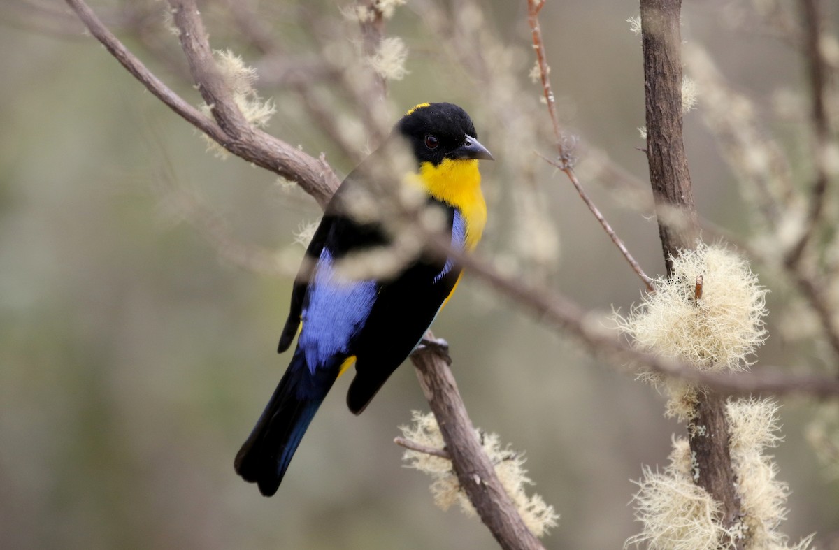 Blue-winged Mountain Tanager (Bolivian) - ML172399341